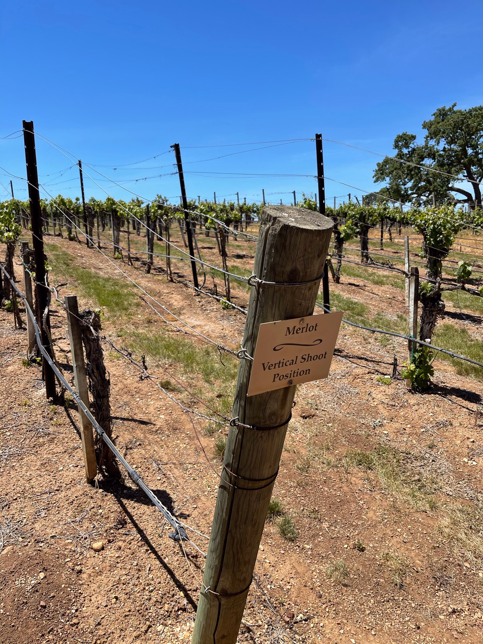 Sta. Ynez Vineyards Vineyards in Sta. Ynez