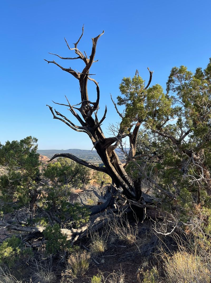 Juniper Tree
