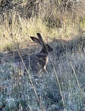 Jackrabbit