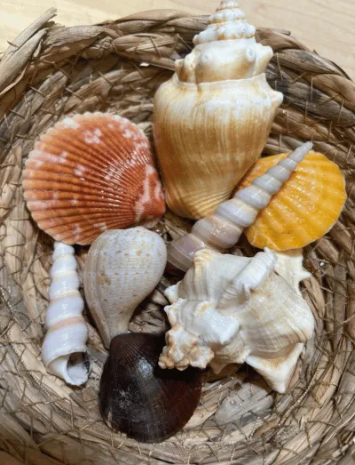 Seashells Seashells in a basket