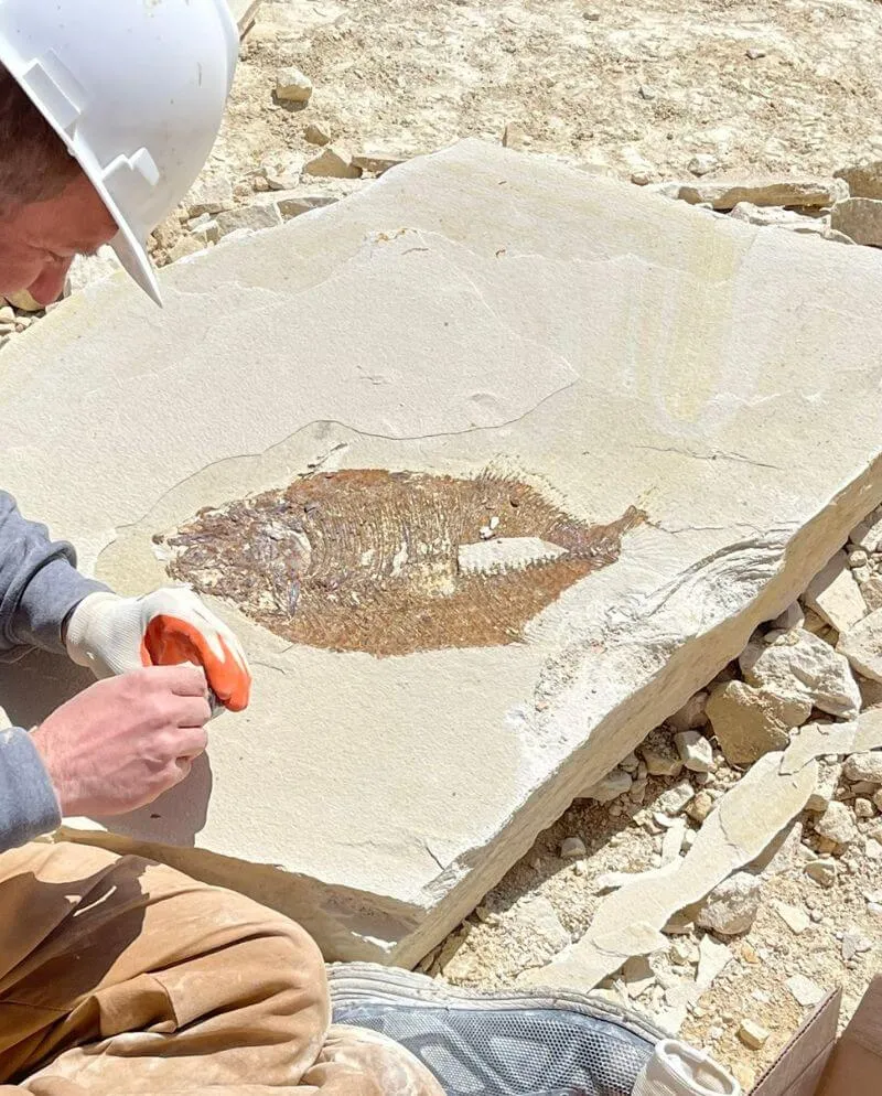 Fossil Safari in Kemmerer Untitled Design 46 1