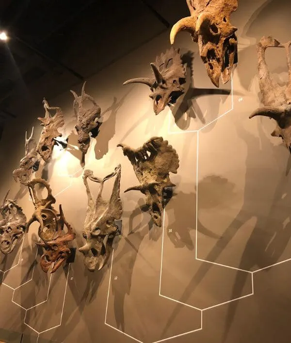 NHMU Ceratops Skull Display Ceratops Skulls at NHMU
