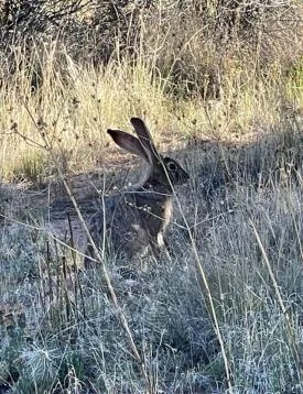 Jackrabbit Jackrabbit